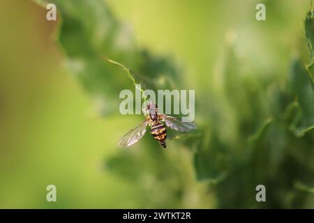 A close-up of a hoverfly resting on vibrant green leaves Stock Photo