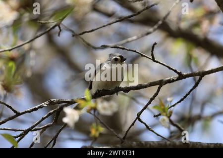 A tufted titmouse perches on a tree branch Stock Photo