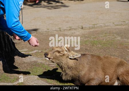 Deer feeding in Nara Kyoto Japan Stock Photo