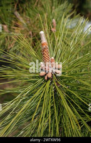 Pinecone near Hikone Castle In Kyoto Stock Photo