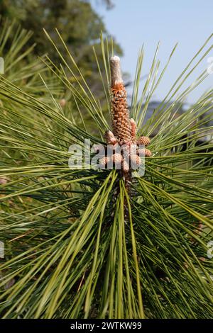 Pinecone near Hikone Castle In Kyoto Stock Photo