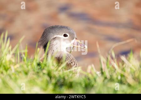 This image captures a young Mandarin duckling (Aix galericulata) peeking through lush green grass. The duckling's gray plumage, detailed with delicate white eye-stripes and brown speckles, contrasts beautifully with the soft-focused background. The sunlight illuminates its feathers, adding warmth to the photo. Young Mandarin Duckling Peeking Through Grass. High quality photo Stock Photo