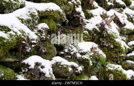 A wall covered in snow and moss Stock Photo