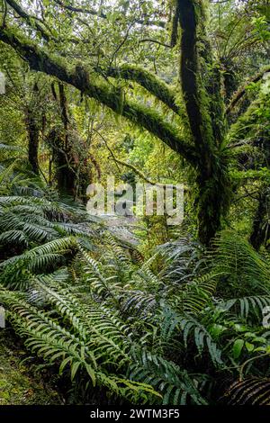Lush foliage beside the Bellbird Loop Track, Lake Mahinapua, West Coast Region, South Island, New Zealand Stock Photo