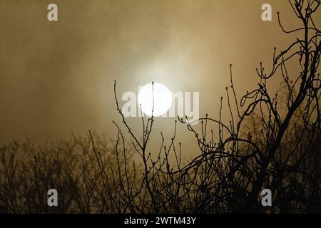 A dramatic sunrise shining through early morning fog with tree branches in foreground Stock Photo