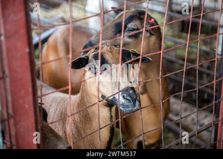 Barbados black belly sheep at the university of west indies research farm Trinidad and Tobago Stock Photo