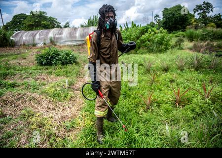 Man Spraying herbicide Trinidad and Tobago Stock Photo