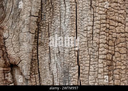 Maple cracked wood, texture. Old tree trunk. Natural abstract background.  City park Nove Masto nad Vahom, Slovakia Stock Photo