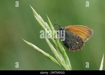 Chestnut heath butterfly, Coenonympha glycerion sitting motionless on grass. Portrait, close up. Blurred background, isolated. Trencin, Slovakia Stock Photo