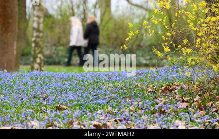 Hanover, Germany. 18th Mar, 2024. Siberian blue star (Scilla siberica) blooms on Lindener Berg. Credit: Julian Stratenschulte/dpa/Alamy Live News Stock Photo