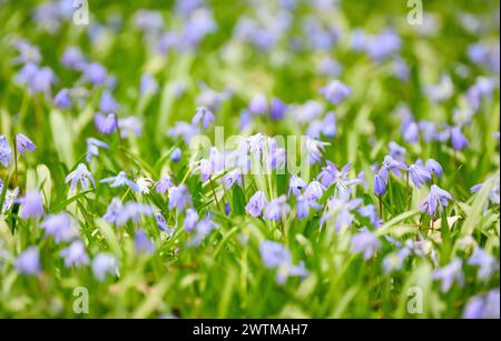Hanover, Germany. 18th Mar, 2024. Siberian blue star (Scilla siberica) blooms on Lindener Berg. Credit: Julian Stratenschulte/dpa/Alamy Live News Stock Photo