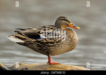 Mallard duck, Anas platyrhynchos female sitting on old wood in the lake. S Portrait, close up. Blurred background with copy space. Trencin, Slovakia Stock Photo
