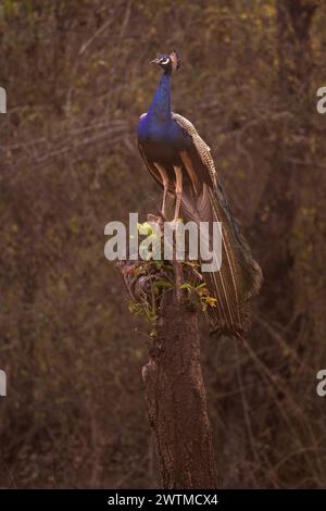 Indian Peafowl - Pavo cristatus, beatiful iconic colored bird from Indian forests and meadows, Nagarahole Tiger Reserve, India. Stock Photo