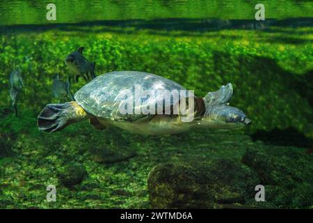 The pig-nosed turtle (Carettochelys insculpta), also known commonly as the Fly River turtle Stock Photo