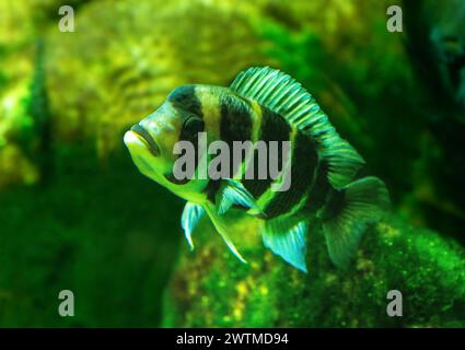 Cyphotilapia frontosa, also called the front cichlid and frontosa cichlid, is an east African species of fish endemic to Lake Tanganyika. Stock Photo
