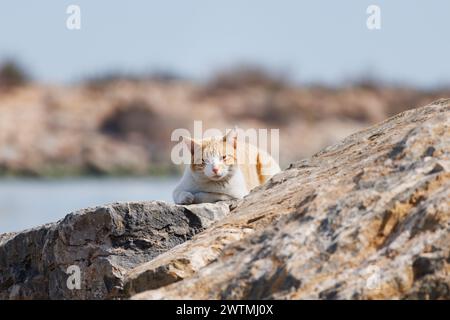 Stray cat in the marina of Guardamar del Segura between stones of the breakwater, Spain Stock Photo