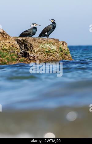 Two cormorants, Phalacrocorax carbo, on rock drying their plumage in La Mata, Spain Stock Photo