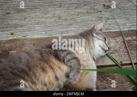 Adorable tabby cat sleeping on a wooden deck Stock Photo