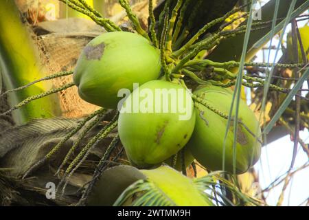Young green coconuts still on their fertile trees Stock Photo