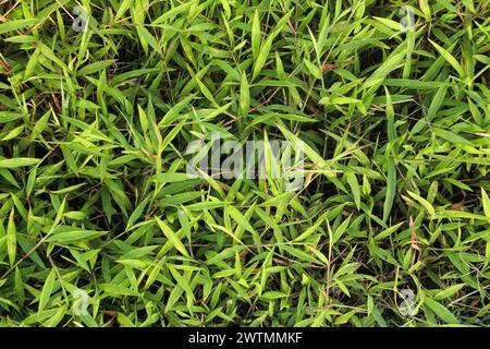 Green grass is illuminated by the afternoon sun in a high angle photo and forms a beautiful green grass background Stock Photo