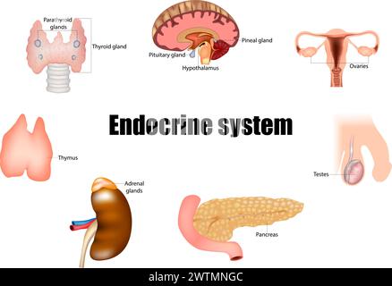 Major glands of the endocrine system. Pineal gland, pituitary gland, pancreas, ovaries, testes, thyroid gland, parathyroid gland, hypothalamus and Stock Vector
