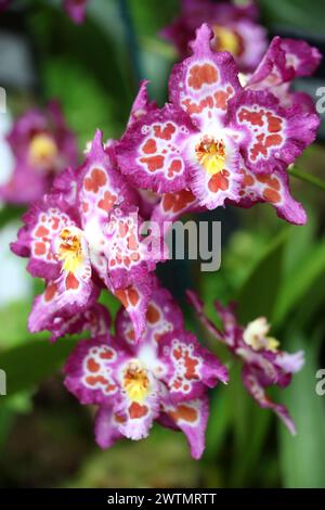 Orchid, Oncidium Oedipus, Orchidaceae. Saint Joe x Joe’s Drum Hybrid. Stock Photo