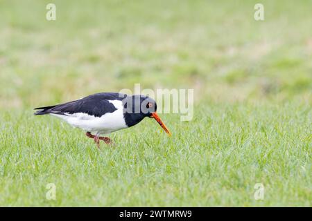 Close up of a foraging Oystercatcher, Haematopus ostralegus, walking in a hunched position, with soil remains on its beak in a green meadow Stock Photo