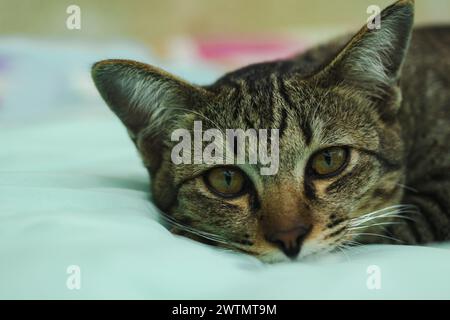 Cute little ginger kitten. Close-up of a cute kitten brown sitting on the floor. Stock Photo