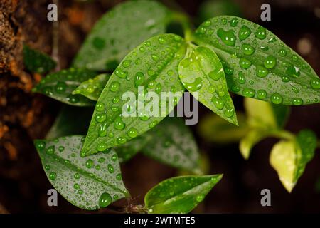 Fresh Dew Drops on Vibrant Green Leaves Stock Photo