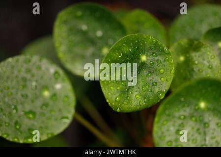 Water Droplets on Pilea Peperomioides Leaves Stock Photo