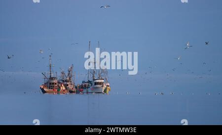 Large commercial fishing vessels fishing for herring in the Strait of Georgia surrounded by seagulls feeding on the herring. Stock Photo