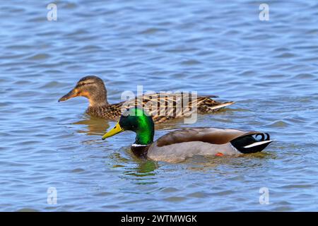 Mallard / wild duck (Anas platyrhynchos) couple, female and male / drake in breeding plumage swimming in pond Stock Photo