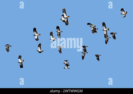 Flock of migrating northern lapwings (Vanellus vanellus) in flight against blue sky Stock Photo