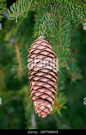 Norway spruce / European spruce (Picea abies) close-up of cone with pointed scales and needle-like evergreen leaves in the Alps in winter Stock Photo