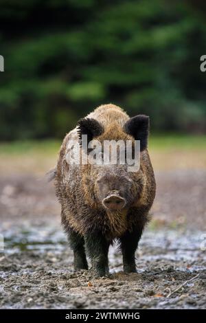 Solitary wild boar (Sus scrofa) male standing in mud of quagmire in forest / wood Stock Photo