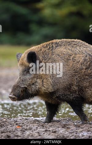 Solitary wild boar (Sus scrofa) close-up portrait of male standing in mud of quagmire in forest / wood Stock Photo