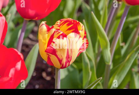 closeup tulips flowers on a blurred background Stock Photo