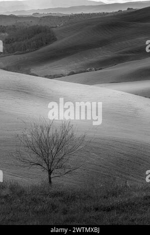 Image BJ Hill image beautiful image beautiful image beautiful image beautiful image beautiful - Panoramic Tuscany hills landscape - black and white artistic view ...