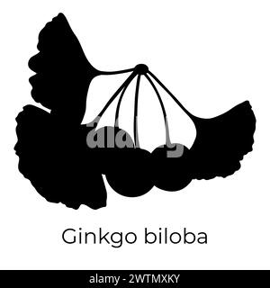 Ginkgo biloba leaves and fruit, vector botanical illustration. Chinese ginkgo tree branch silhouette. Stock Vector