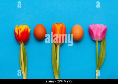 Three different red tulips and two chicken brown eggs on a blue background. Stock Photo