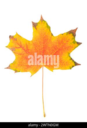 fallen bright yellow orange autumn maple leaf on a white background close-up. Stock Photo