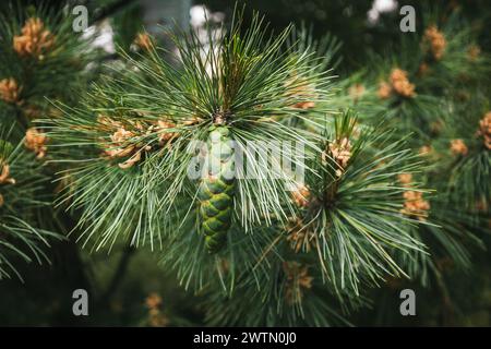 Blossom of Macedonian pine. Male pollen producing strobili. New green cone of Balkan pine. Pinus peuce. Yellow cluster pollen-bearing microstrobiles Stock Photo
