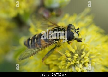 Detailed closeup on a Hayling Billy hoverfly, Helophilus pendulus feeding yellow pollen of a Willow catkin Stock Photo