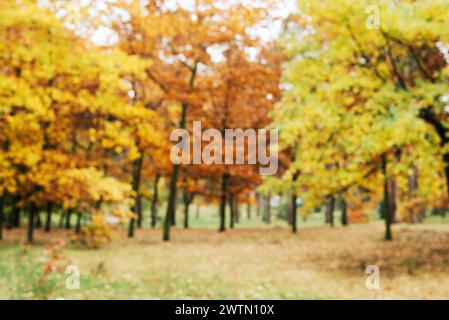 blurred background autumn forest, abstract art sunny autumn park, glow yellow october view. Stock Photo