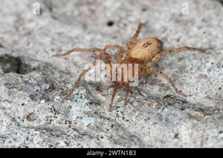 Detailed closeup on a Buzzing spider, Anyphaena accentuata sitting on wood Stock Photo