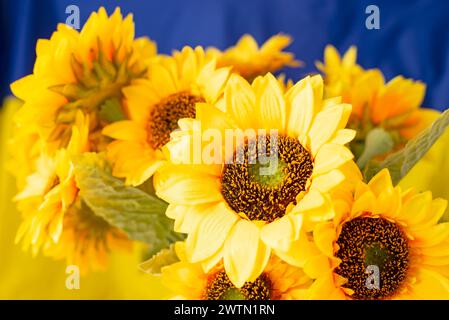Sunflowers close-up are a symbol of the country. on the background of the flag of Ukraine Stock Photo