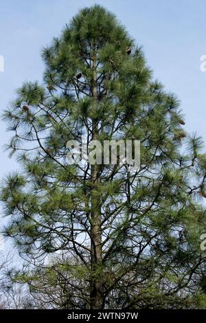Pinus jeffreyi Tree Black Pine Whole Tree Jeffrey Pine Pino de Jeffrey Pine Shaped Tree Pinus Stock Photo