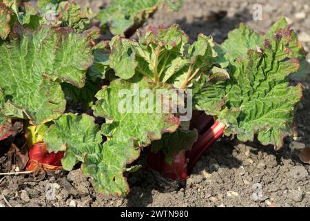 Tatarian Rhubarb Budding Shoots Early spring Rhubarb Rheum tataricum Sprouting Leaves Spring Rheum March Stock Photo