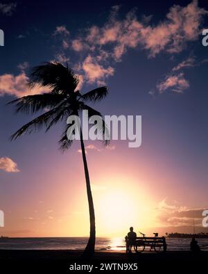 USA. Hawaii. Honolulu. Coast. Man sitting on bench with bicycle & Coconut palm tree at sunset. Stock Photo