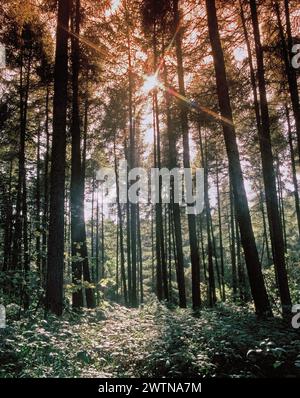United Kingdom. England. Sunshine through pine trees. Stock Photo